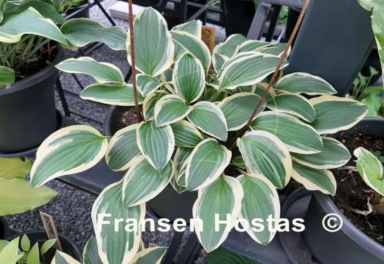 Hosta Quarter Note